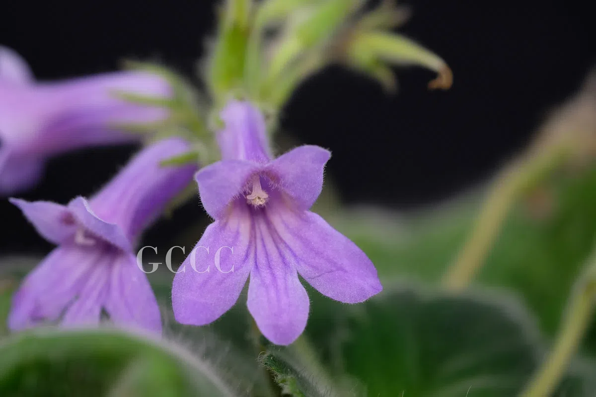 The newest published taxa and newest record of Gesneriaceae from China before 31 December 2020 (18)