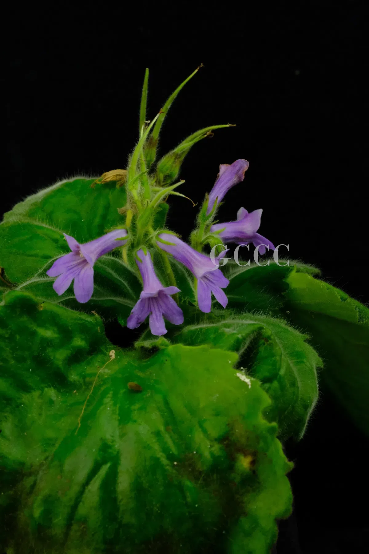 The newest published taxa and newest record of Gesneriaceae from China before 31 December 2020 (18)