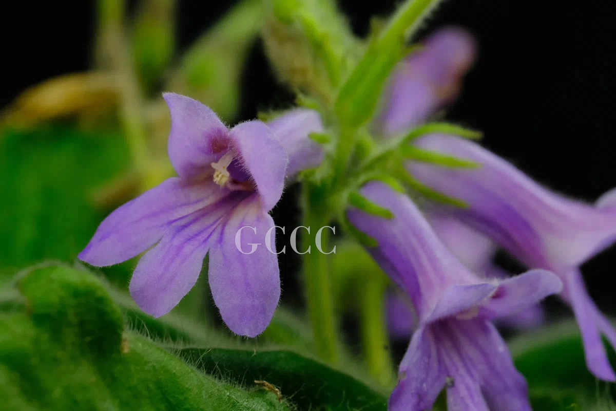 The newest published taxa and newest record of Gesneriaceae from China before 31 December 2020 (18)