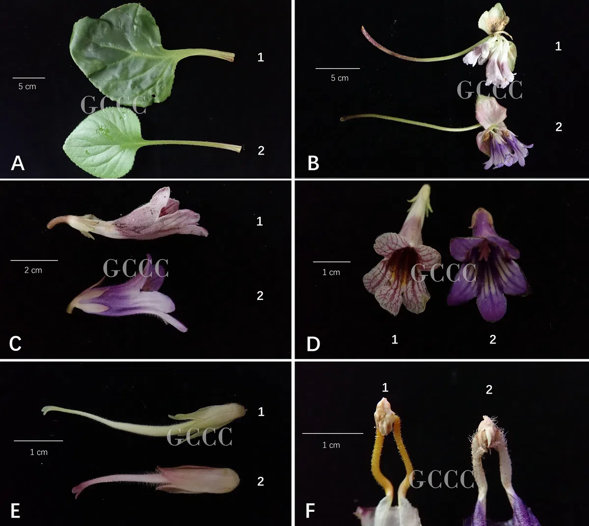 The newest published taxa and newest record of Gesneriaceae from China before 31 December 2020 (19)