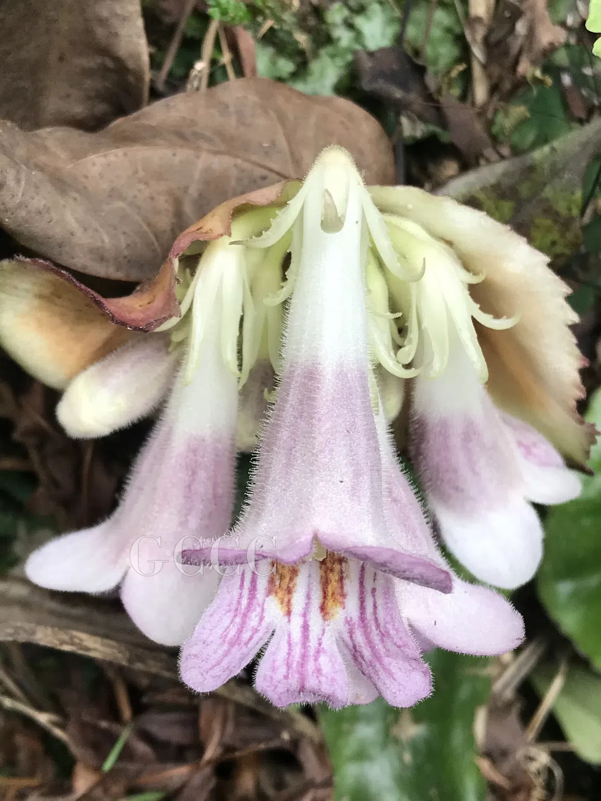 The newest published taxa and newest record of Gesneriaceae from China before 31 December 2020 (19)