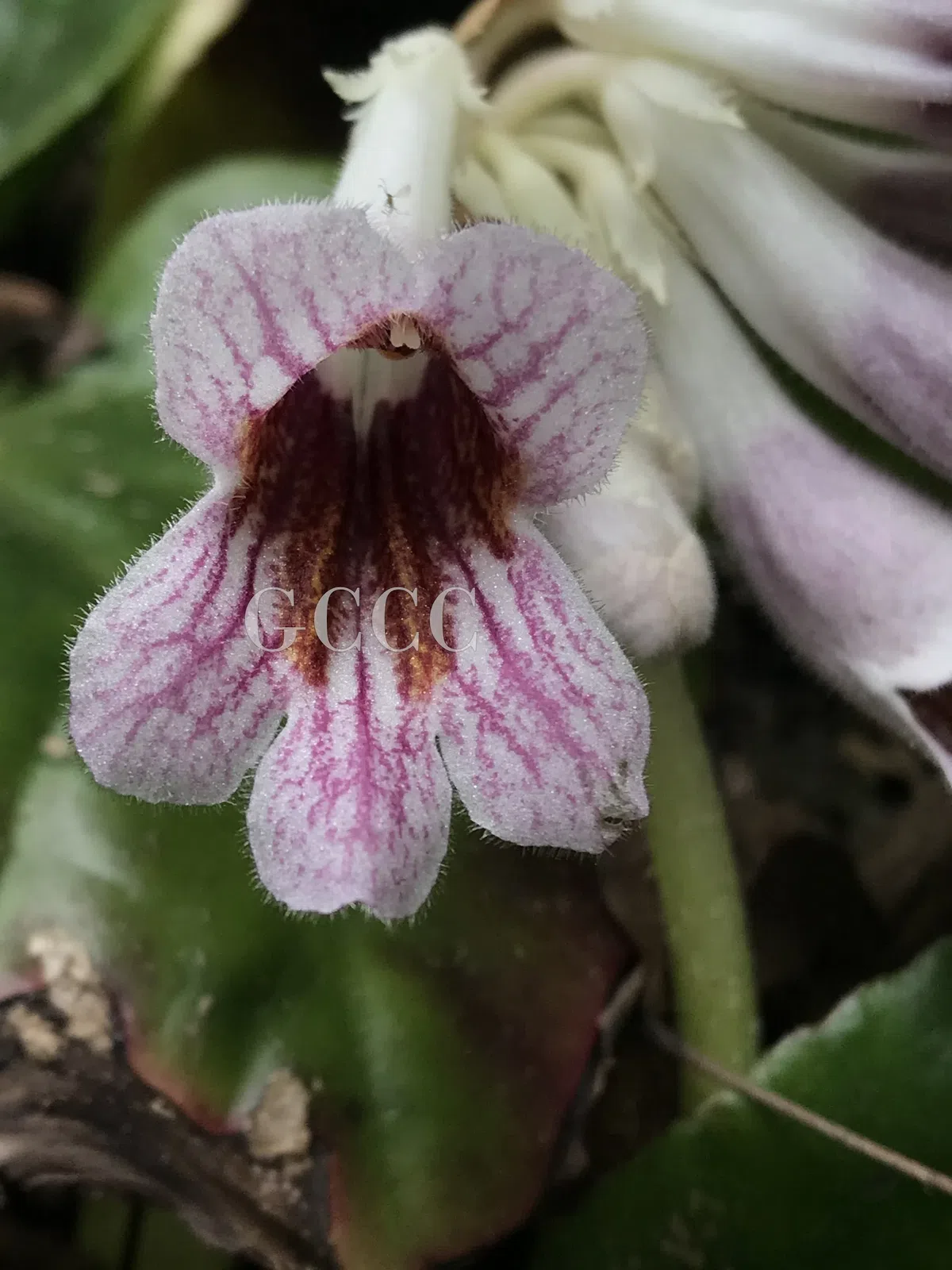 The newest published taxa and newest record of Gesneriaceae from China before 31 December 2020 (19)