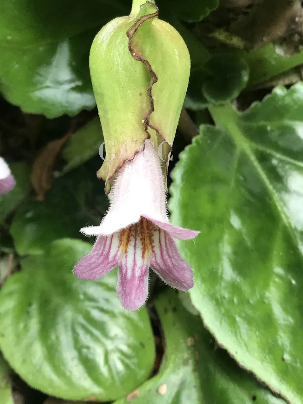 The newest published taxa and newest record of Gesneriaceae from China before 31 December 2020 (19)