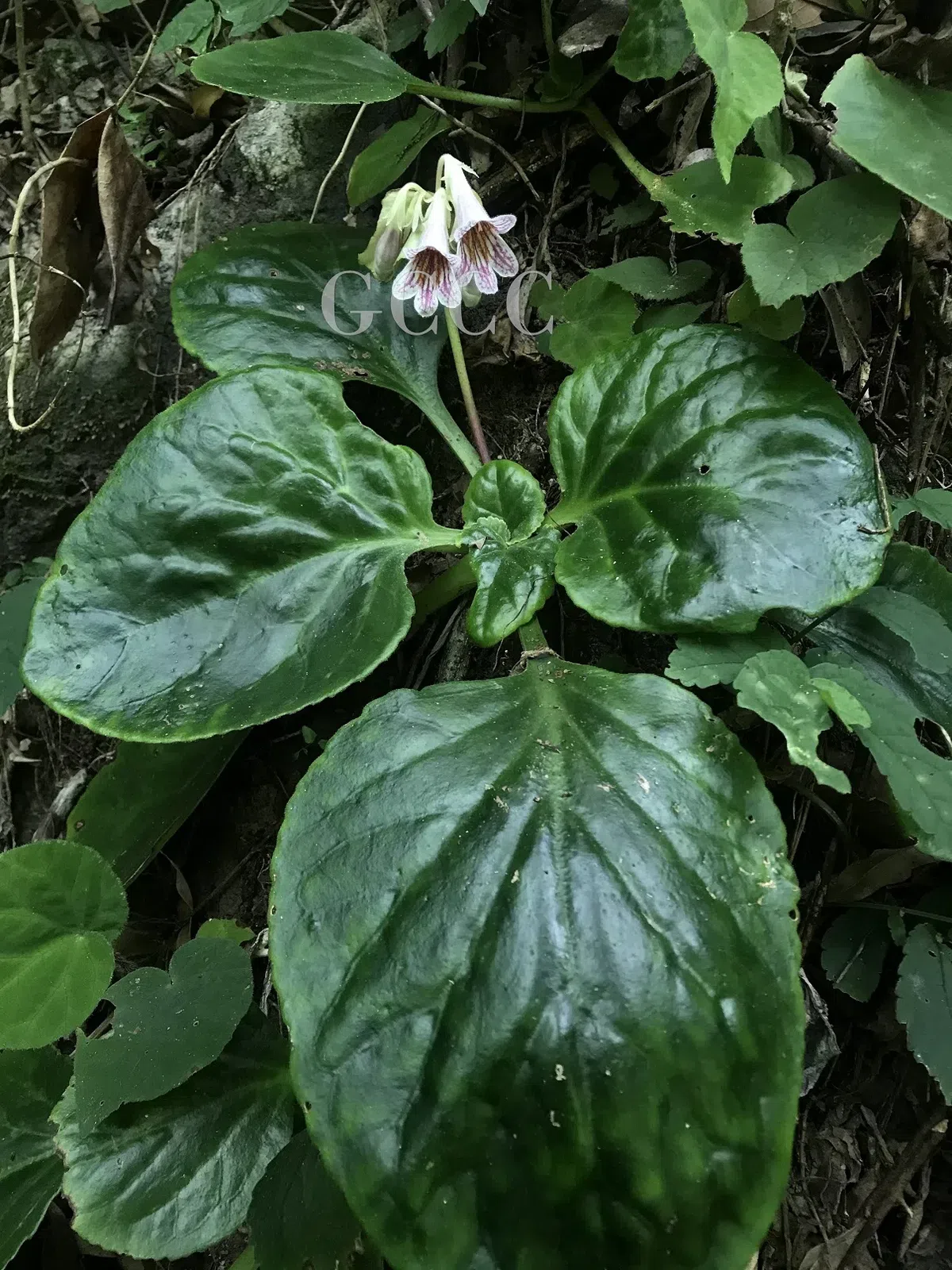 The newest published taxa and newest record of Gesneriaceae from China before 31 December 2020 (19)