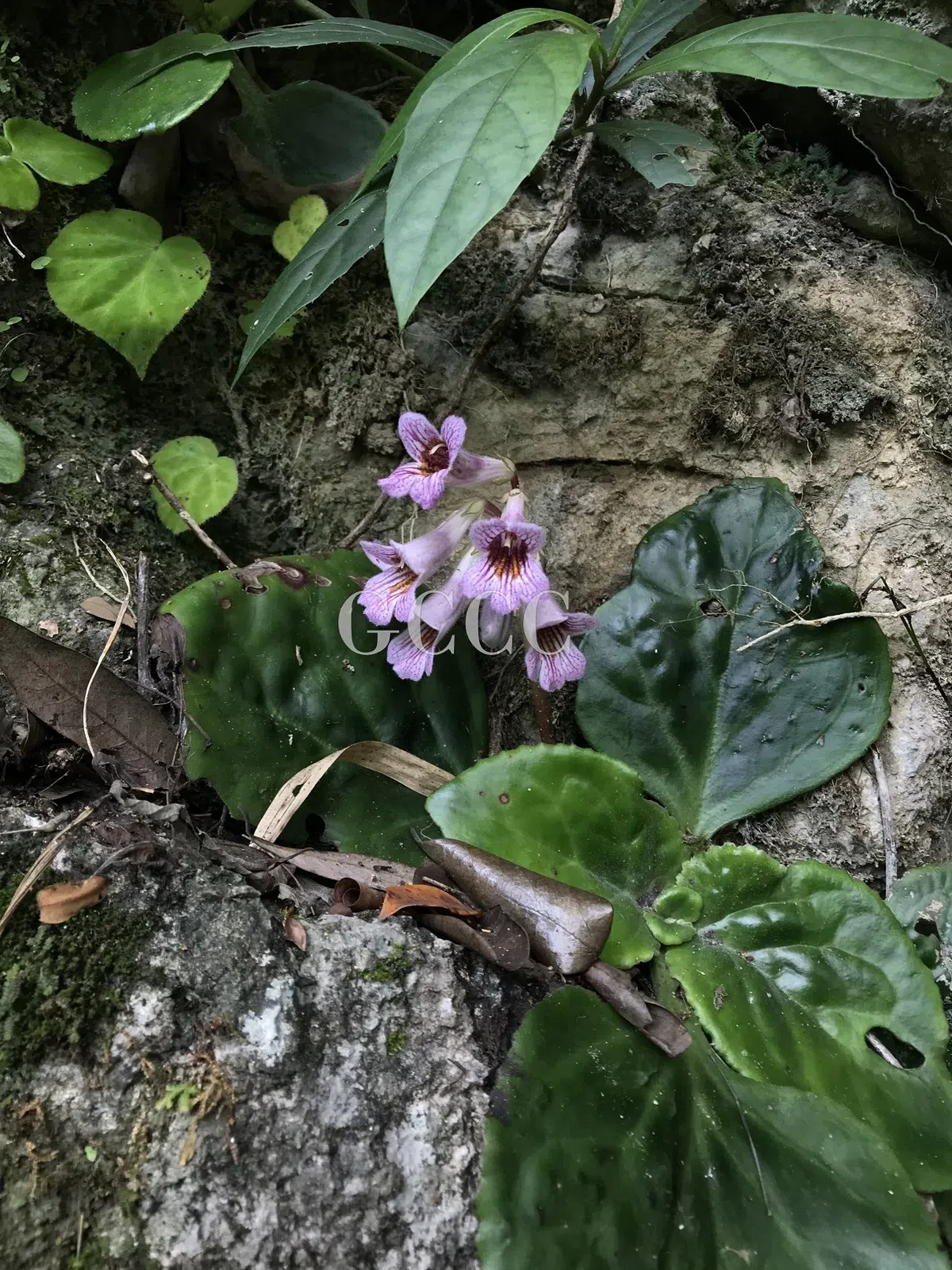 The newest published taxa and newest record of Gesneriaceae from China before 31 December 2020 (19)