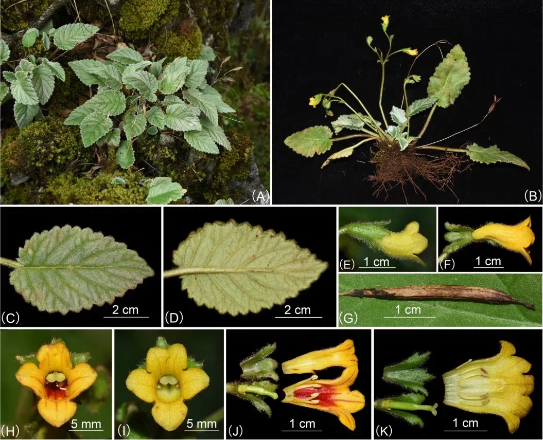 The newest published taxa and newest record of Gesneriaceae from China before 31 December 2020 (20)