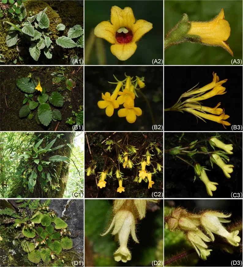 The newest published taxa and newest record of Gesneriaceae from China before 31 December 2020 (20)