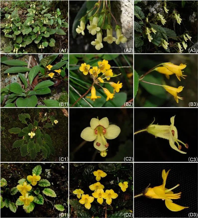 The newest published taxa and newest record of Gesneriaceae from China before 31 December 2020 (20)