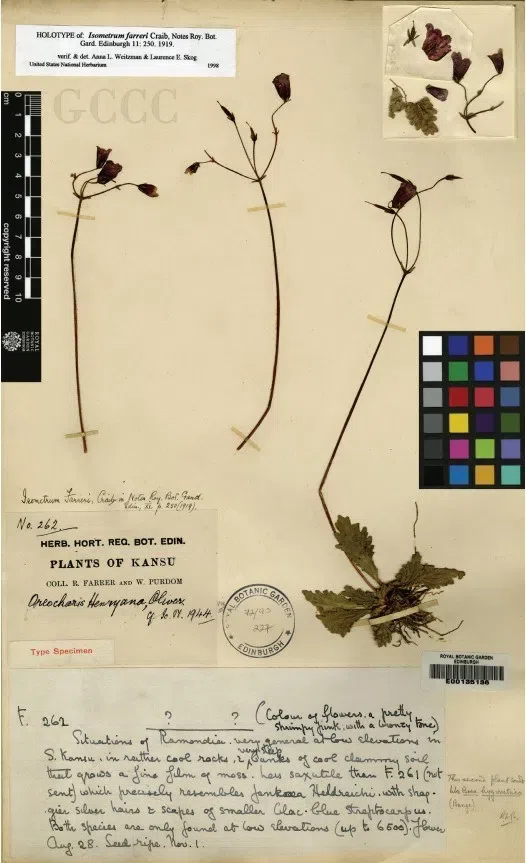 The newest published taxa and newest record of Gesneriaceae from China before 31 December 2020 (22)