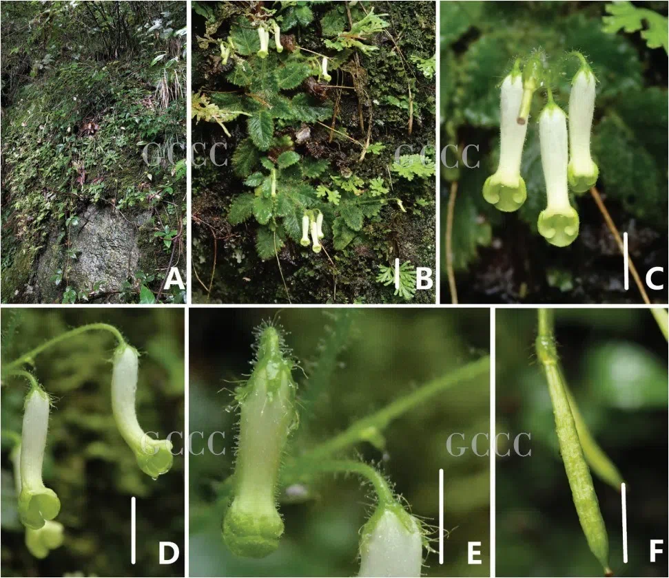 2020年度发表的苦苣苔科植物新种、新分类群和分布新记录（22）