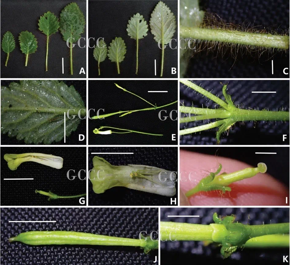 The newest published taxa and newest record of Gesneriaceae from China before 31 December 2020 (22)