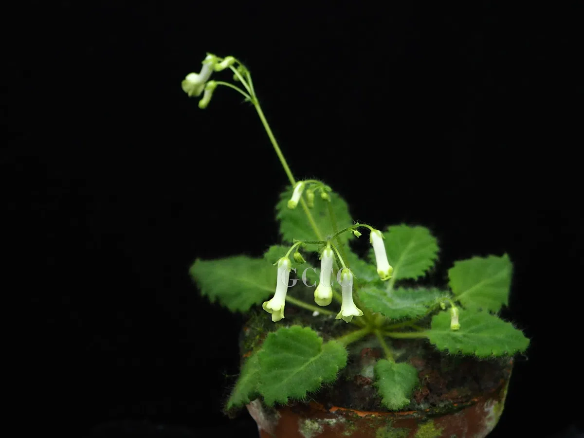 The newest published taxa and newest record of Gesneriaceae from China before 31 December 2020 (22)