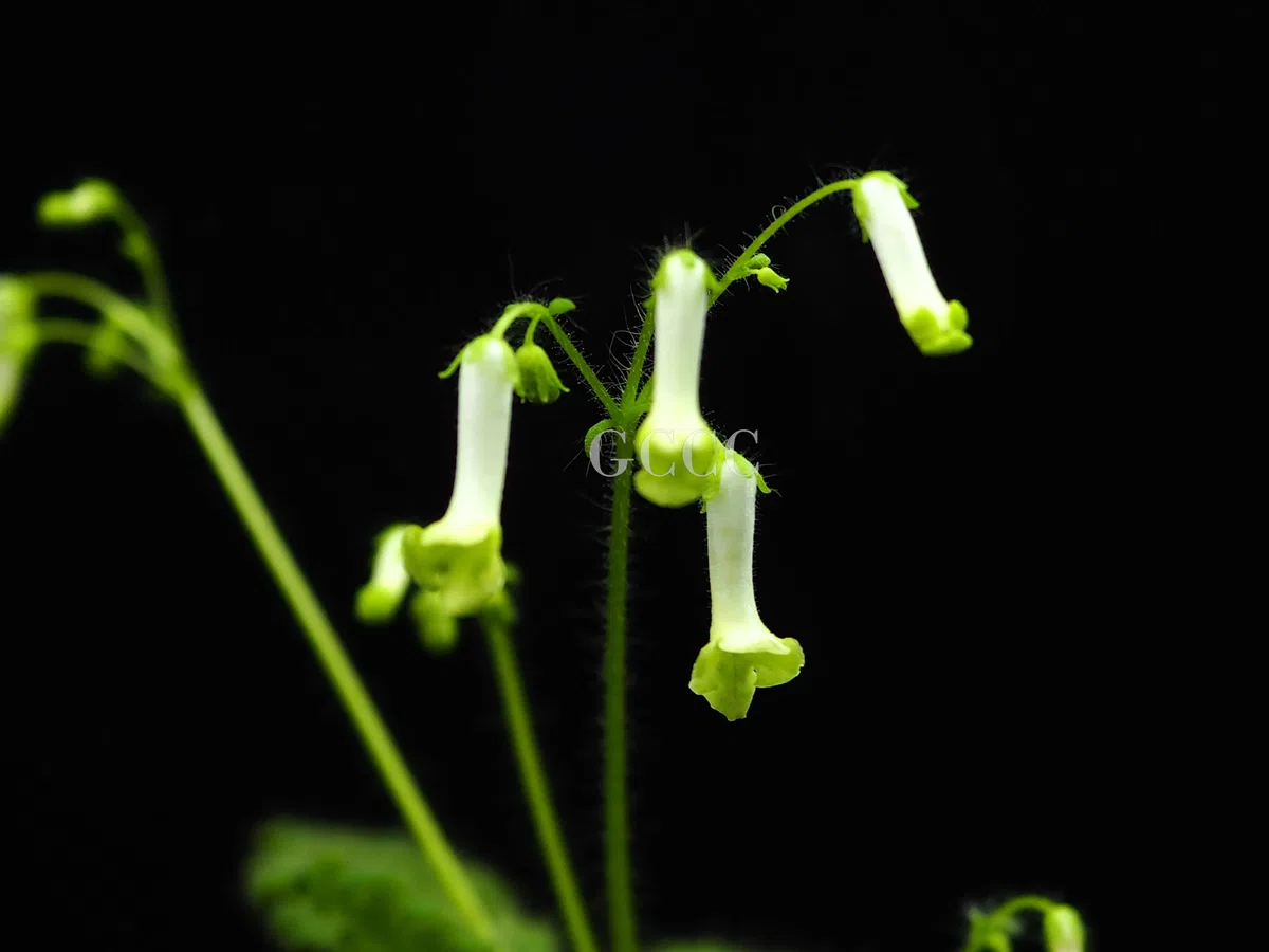 The newest published taxa and newest record of Gesneriaceae from China before 31 December 2020 (22)