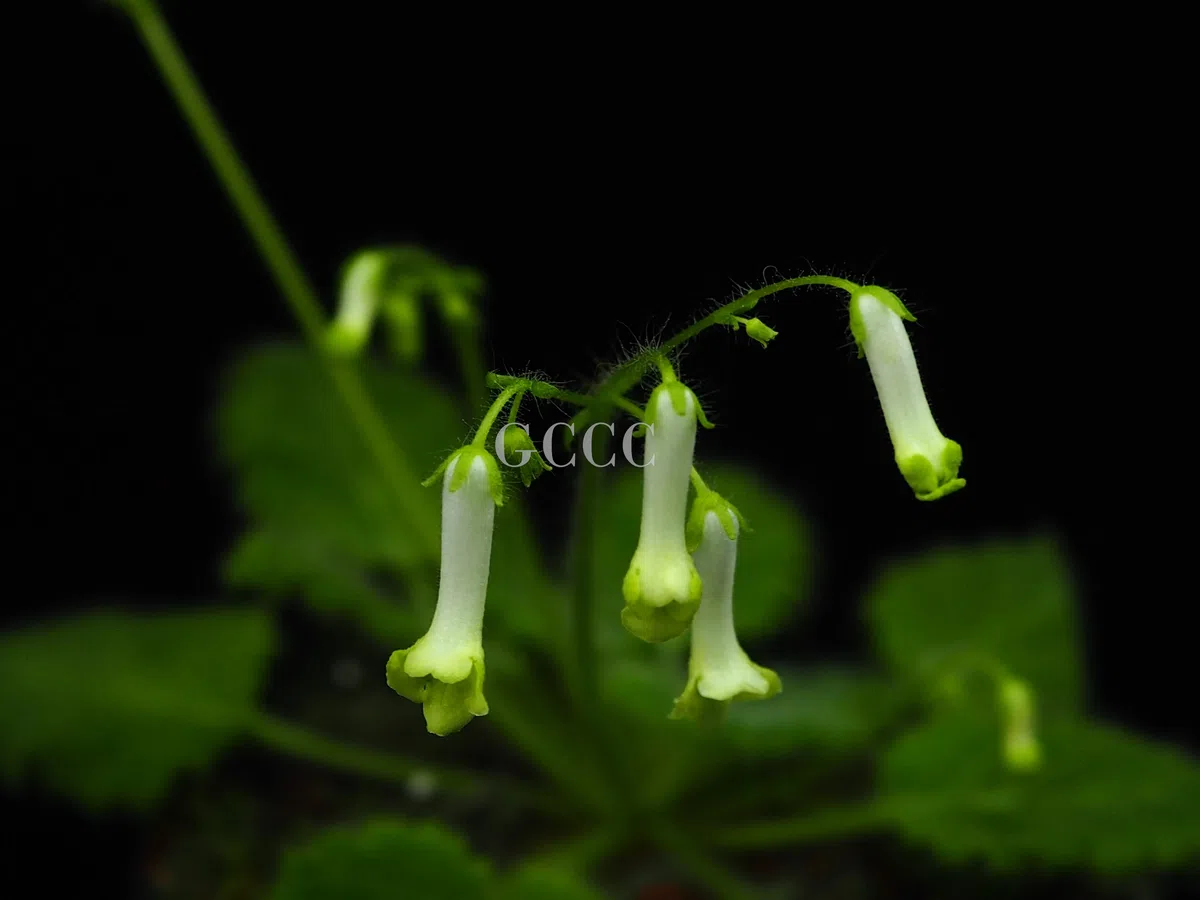 The newest published taxa and newest record of Gesneriaceae from China before 31 December 2020 (22)