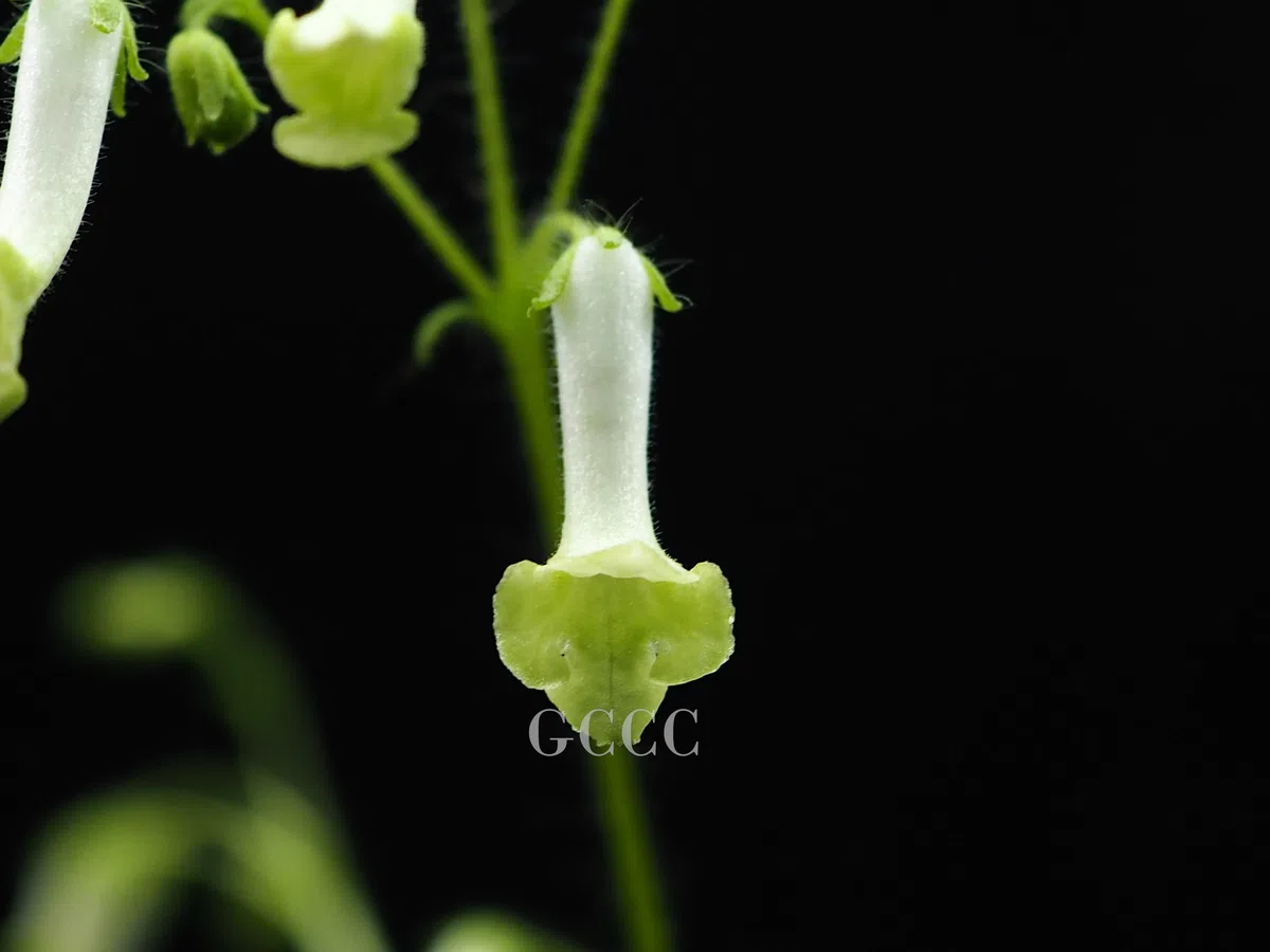 The newest published taxa and newest record of Gesneriaceae from China before 31 December 2020 (22)