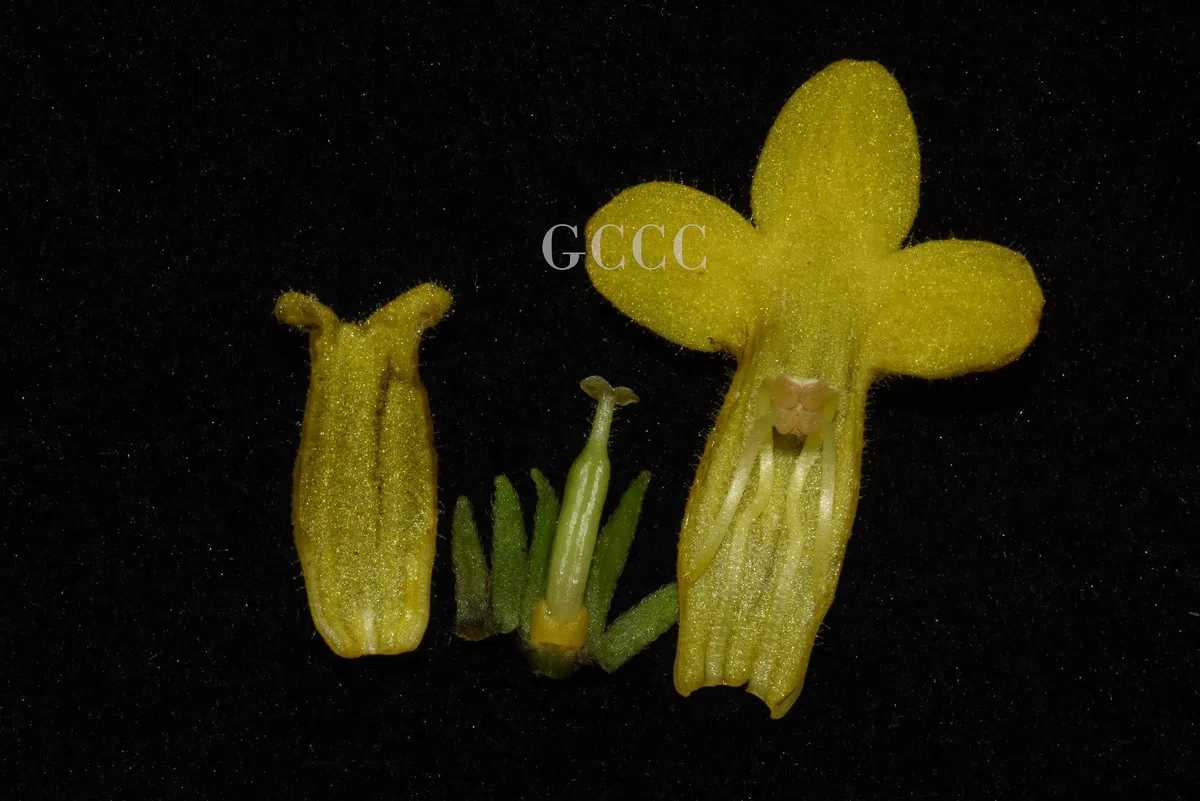 The newest published taxa and newest record of Gesneriaceae from China before 31 December 2020 (23)