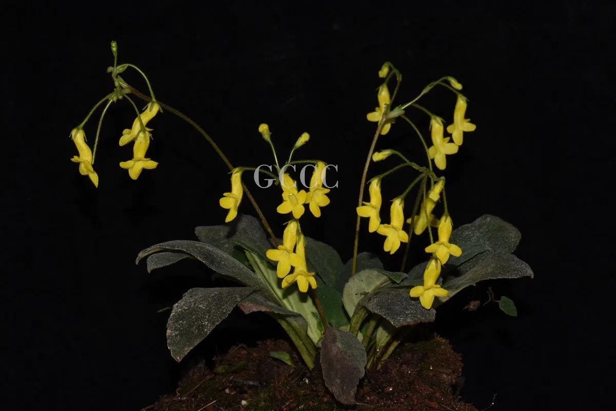 The newest published taxa and newest record of Gesneriaceae from China before 31 December 2020 (23)