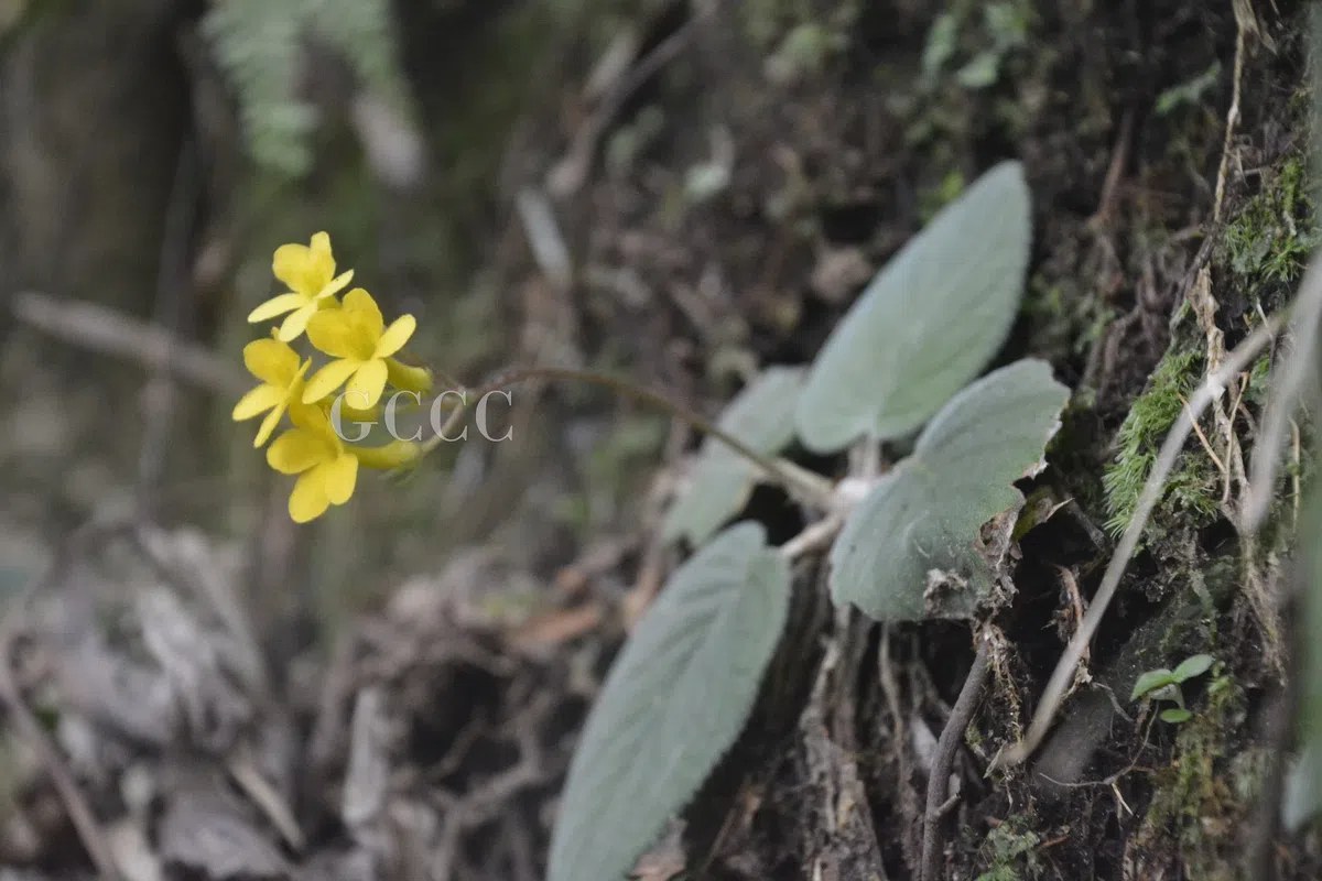 The newest published taxa and newest record of Gesneriaceae from China before 31 December 2020 (21)