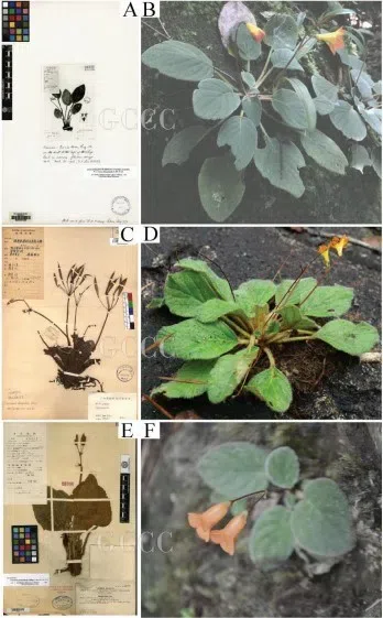 The newest published taxa and newest record of Gesneriaceae from China before 31 December 2020 (21)