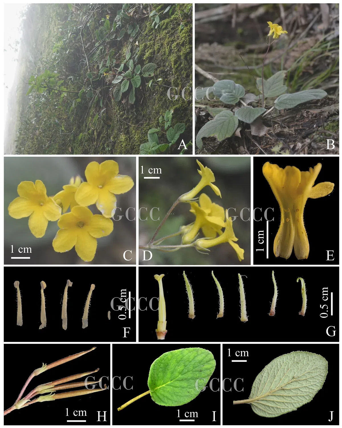 The newest published taxa and newest record of Gesneriaceae from China before 31 December 2020 (21)