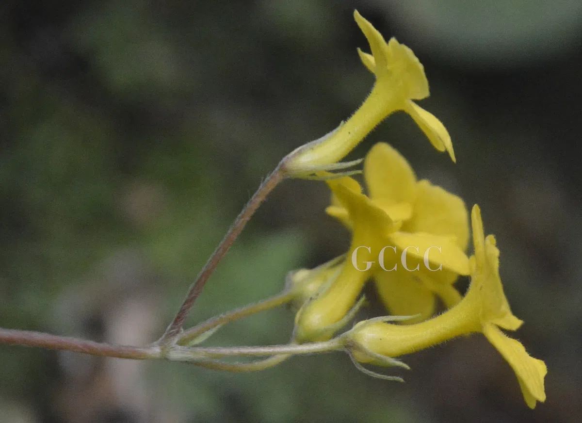 The newest published taxa and newest record of Gesneriaceae from China before 31 December 2020 (21)