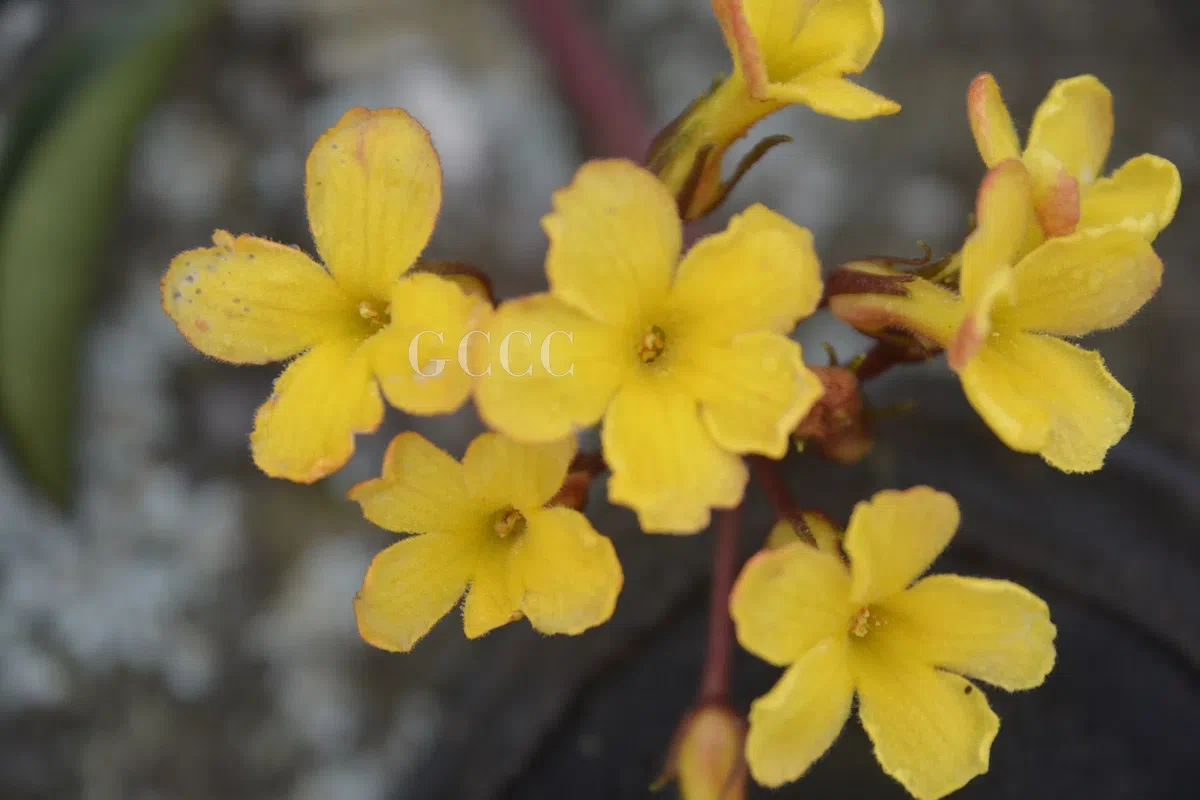 The newest published taxa and newest record of Gesneriaceae from China before 31 December 2020 (21)