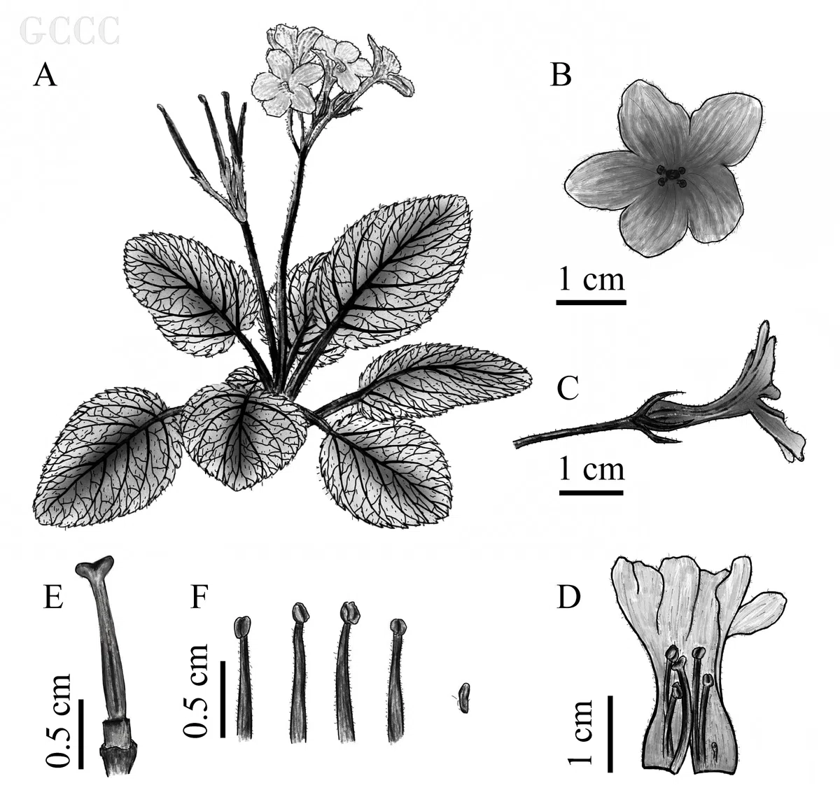 The newest published taxa and newest record of Gesneriaceae from China before 31 December 2020 (21)