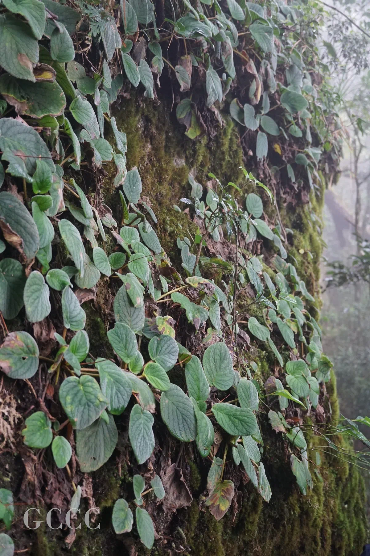 The newest published taxa and newest record of Gesneriaceae from China before 31 December 2020 (21)