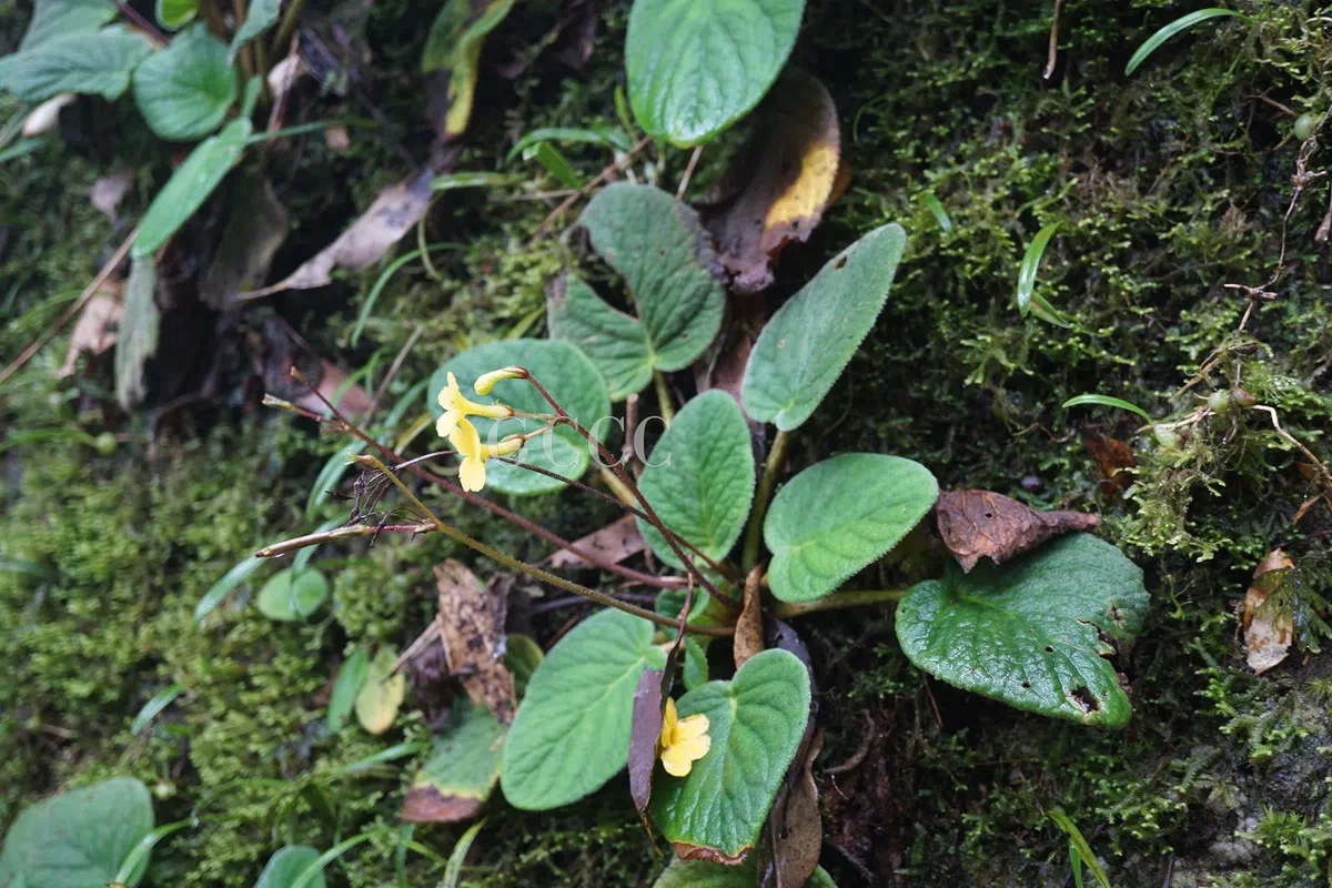 The newest published taxa and newest record of Gesneriaceae from China before 31 December 2020 (21)