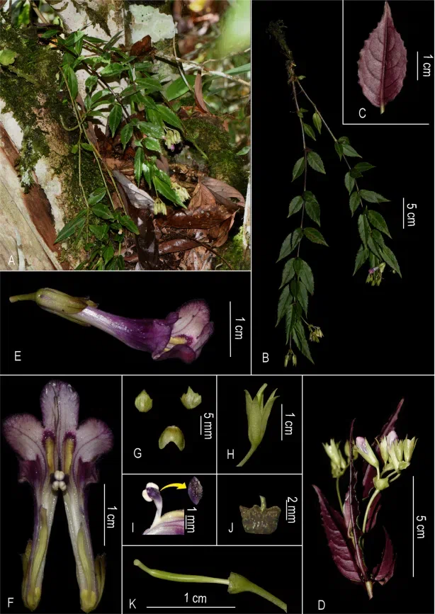 The recently published new taxa and new records of Gesneriaceae from China before 31 December 2021 (01)