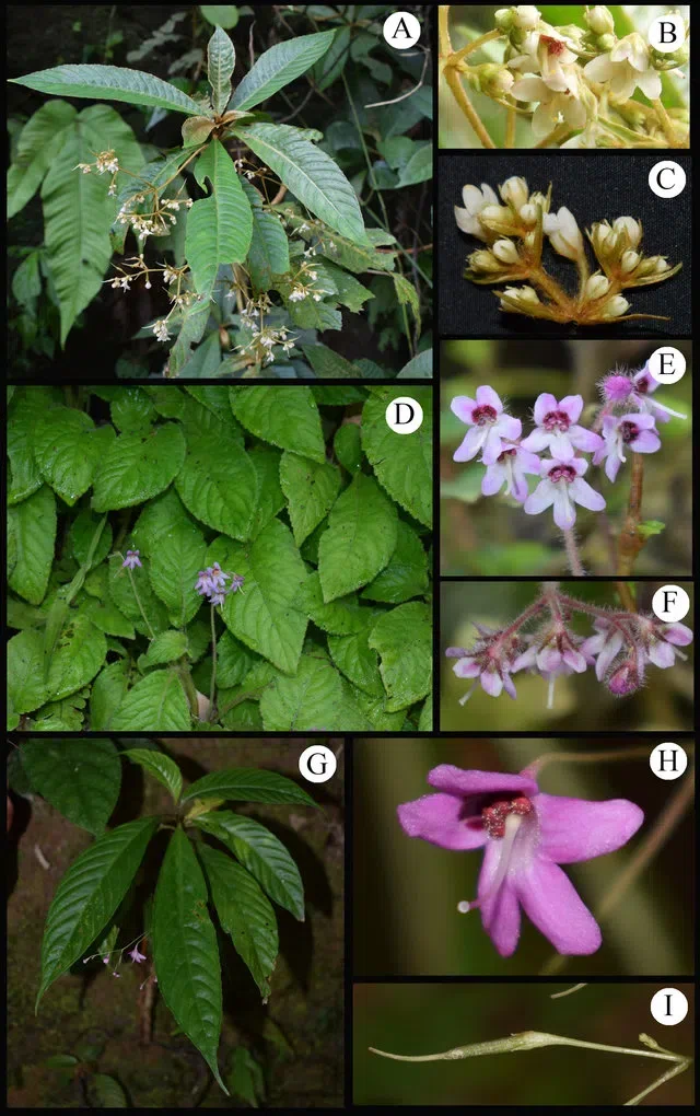 The recently published new taxa and new records of Gesneriaceae from China before 31 December 2021 (02)