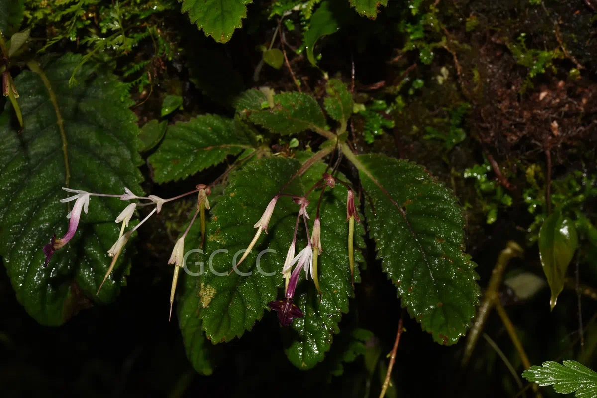 The recently published new taxa and new records of Gesneriaceae from China before 31 December 2021 (03)