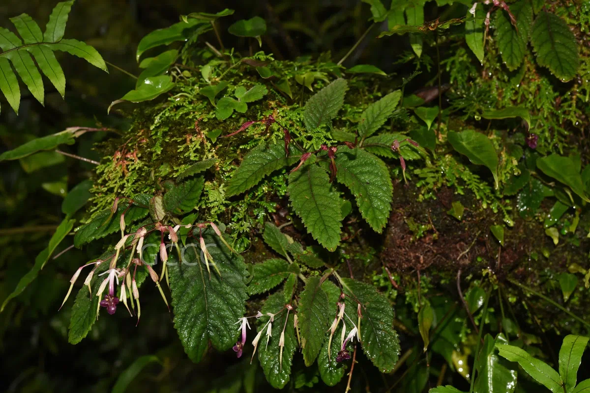 The recently published new taxa and new records of Gesneriaceae from China before 31 December 2021 (03)