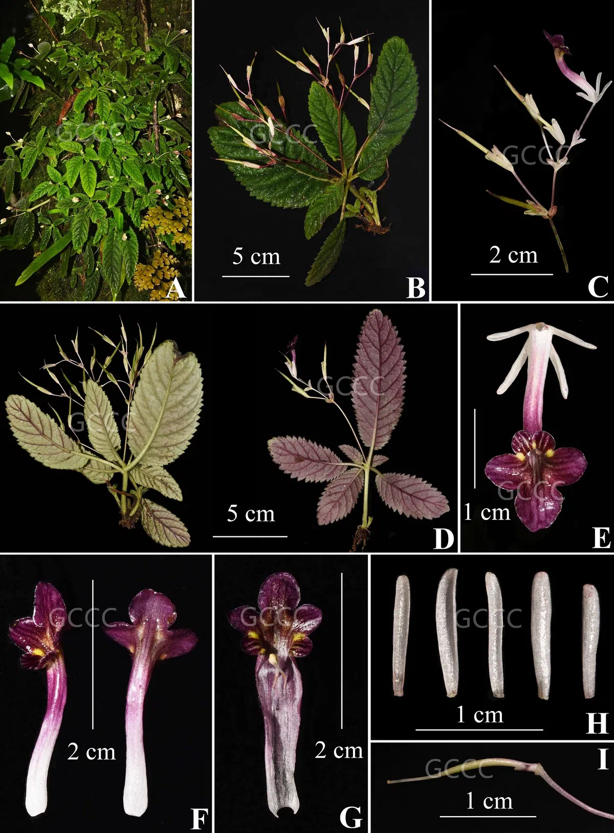 2021年度发表的苦苣苔科植物新种、新分类群和分布新记录（03）