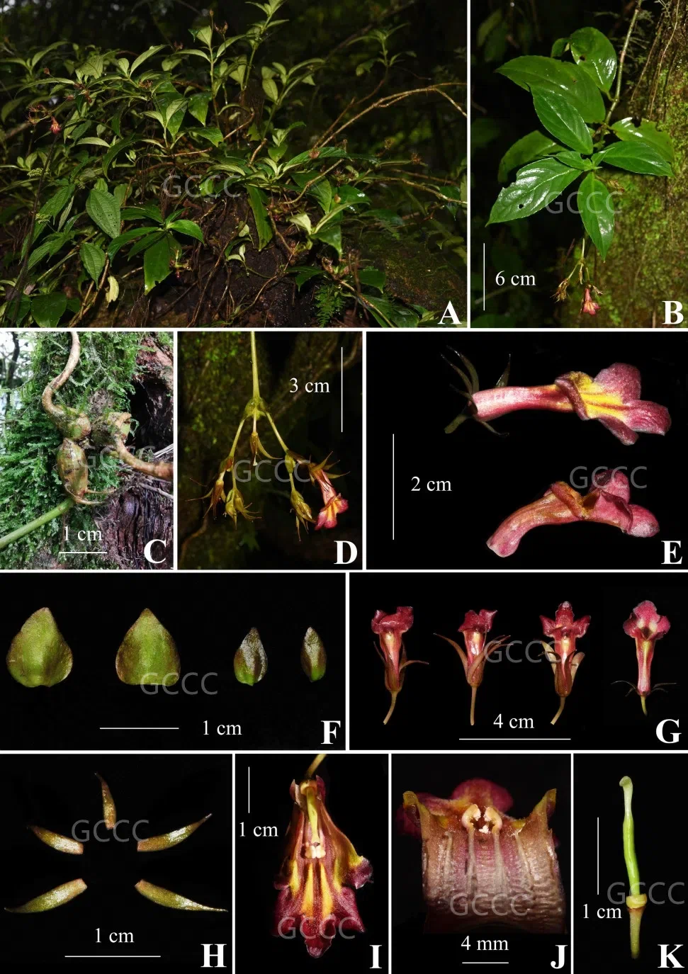 2021年度发表的苦苣苔科植物新种、新分类群和分布新记录（04）