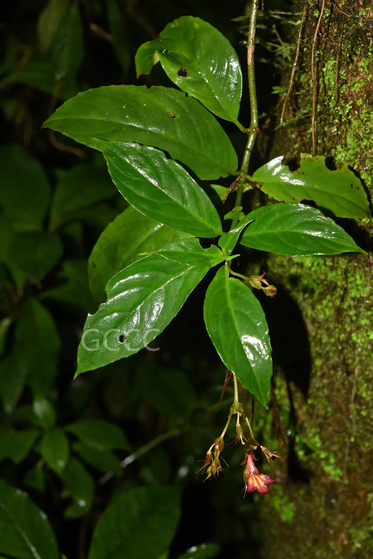 The recently published new taxa and new records of Gesneriaceae from China before 31 December 2021 (04)