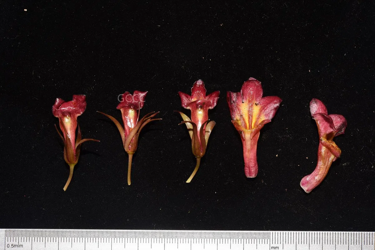 The recently published new taxa and new records of Gesneriaceae from China before 31 December 2021 (04)