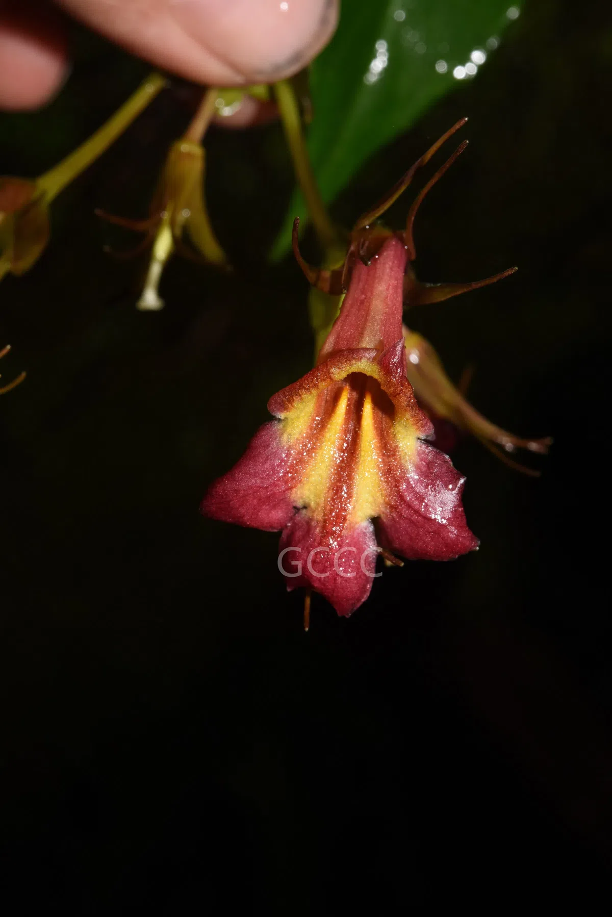 The recently published new taxa and new records of Gesneriaceae from China before 31 December 2021 (04)