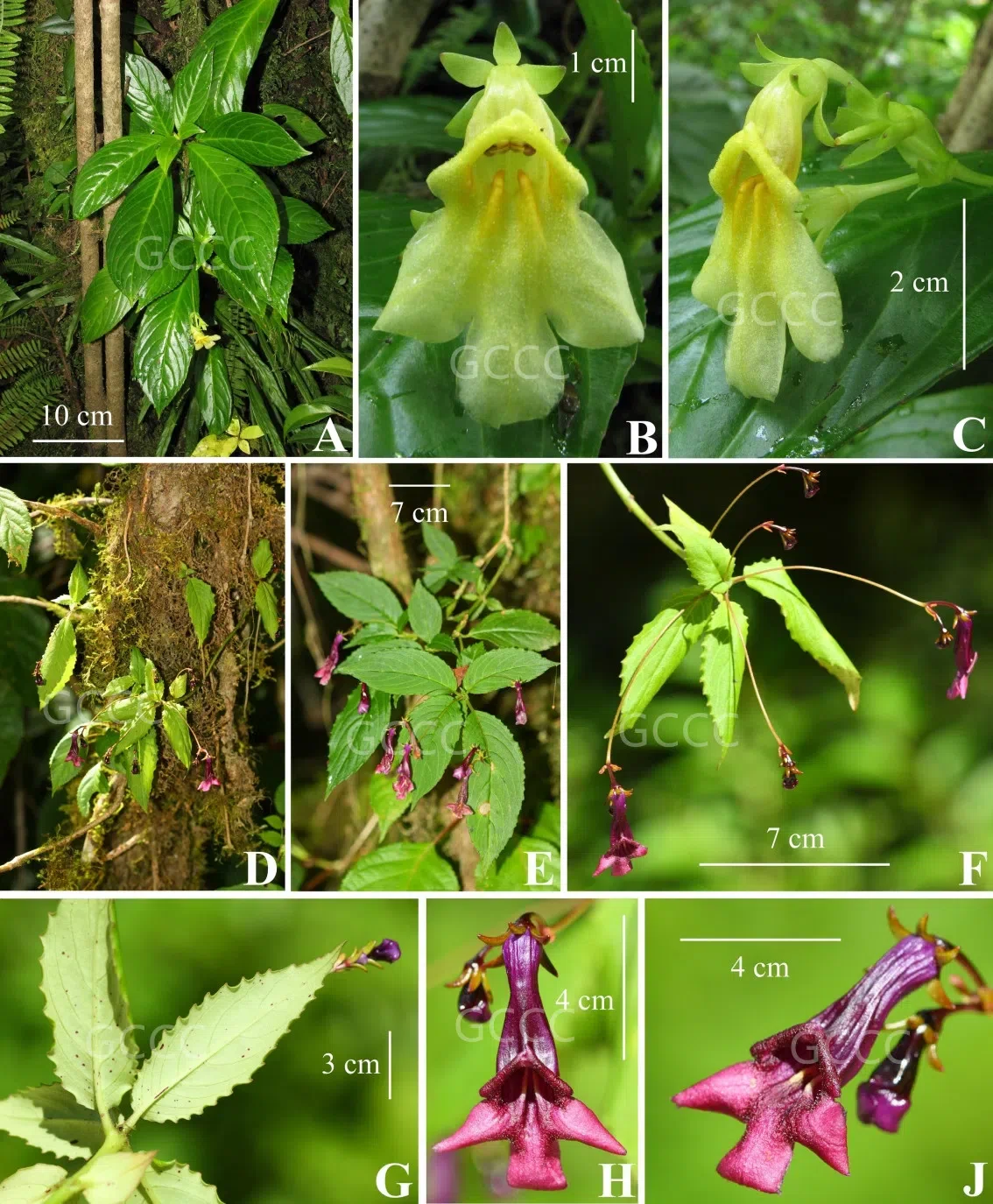 2021年度发表的苦苣苔科植物新种、新分类群和分布新记录（04）