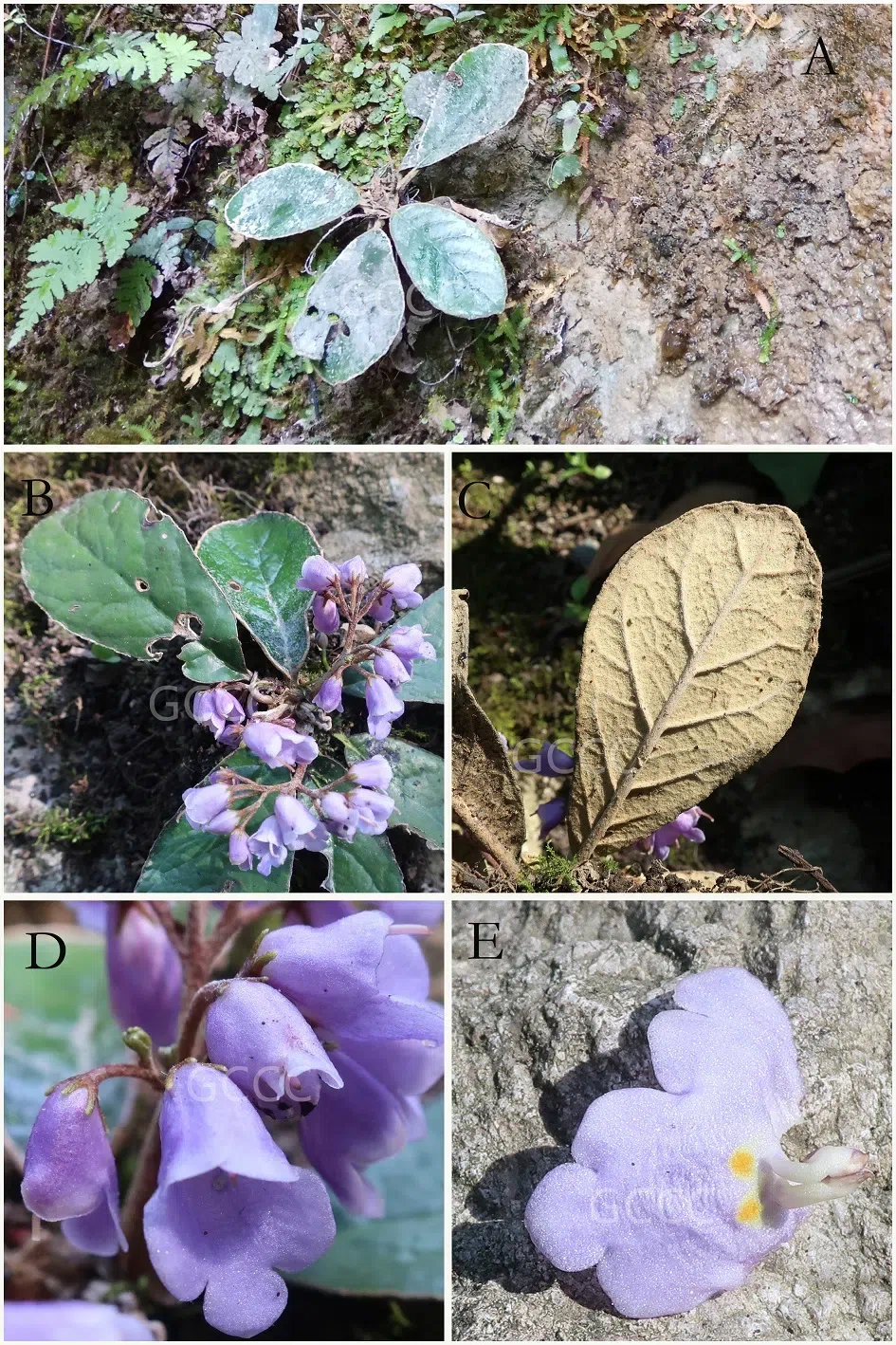 2021年度发表的苦苣苔科植物新分类群和分布新记录（05）