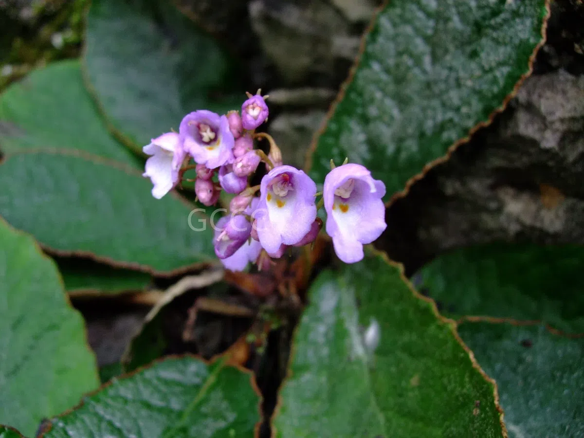 The recently published new taxa and new records of Gesneriaceae from China before 31 December 2021 (05)