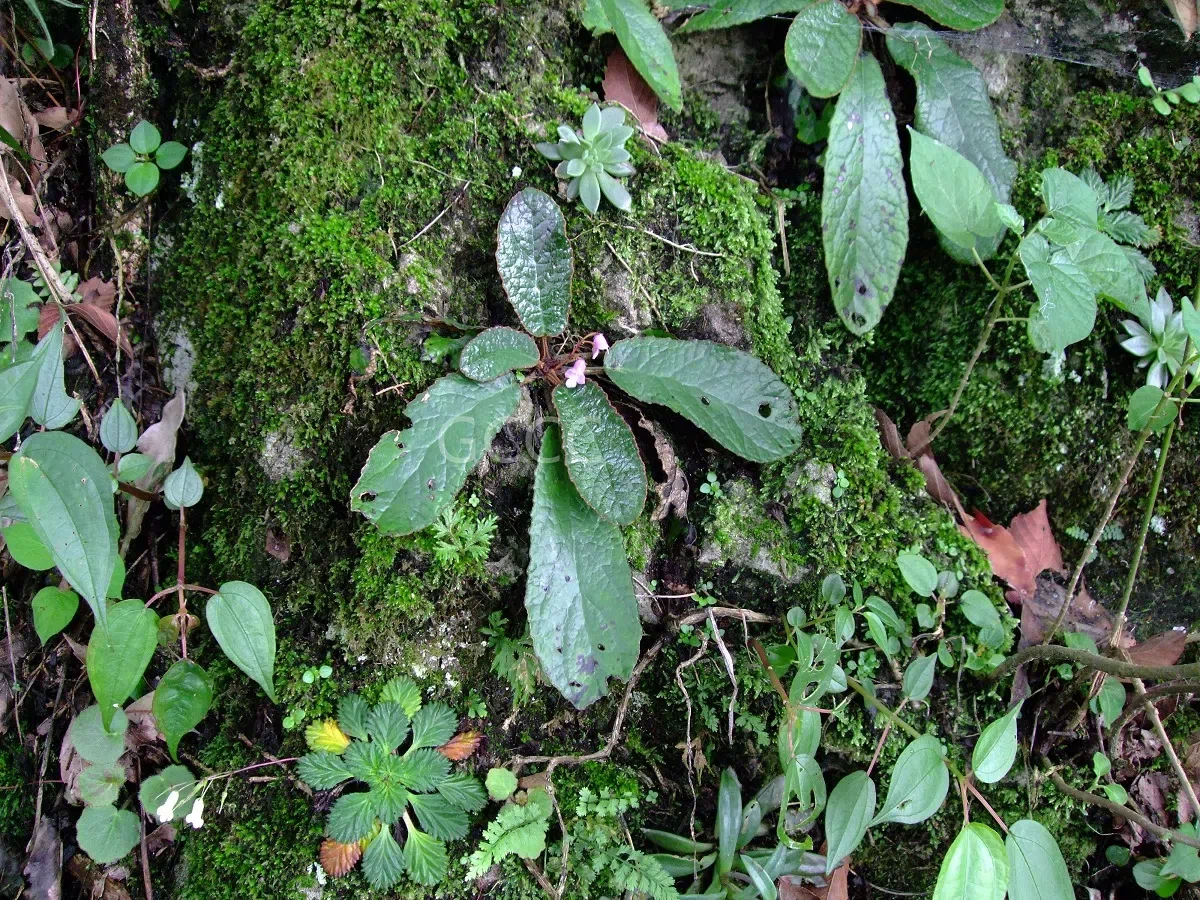 The recently published new taxa and new records of Gesneriaceae from China before 31 December 2021 (05)