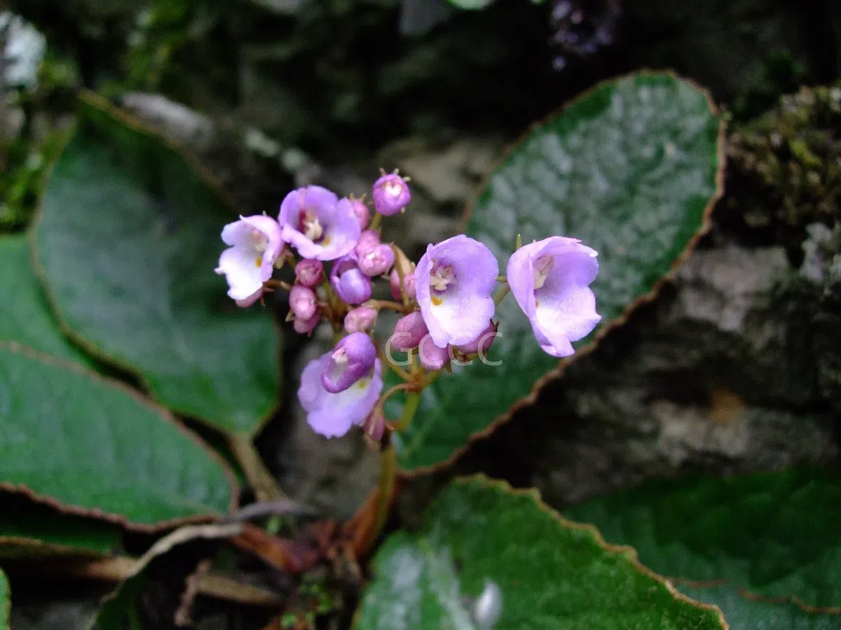 The recently published new taxa and new records of Gesneriaceae from China before 31 December 2021 (05)