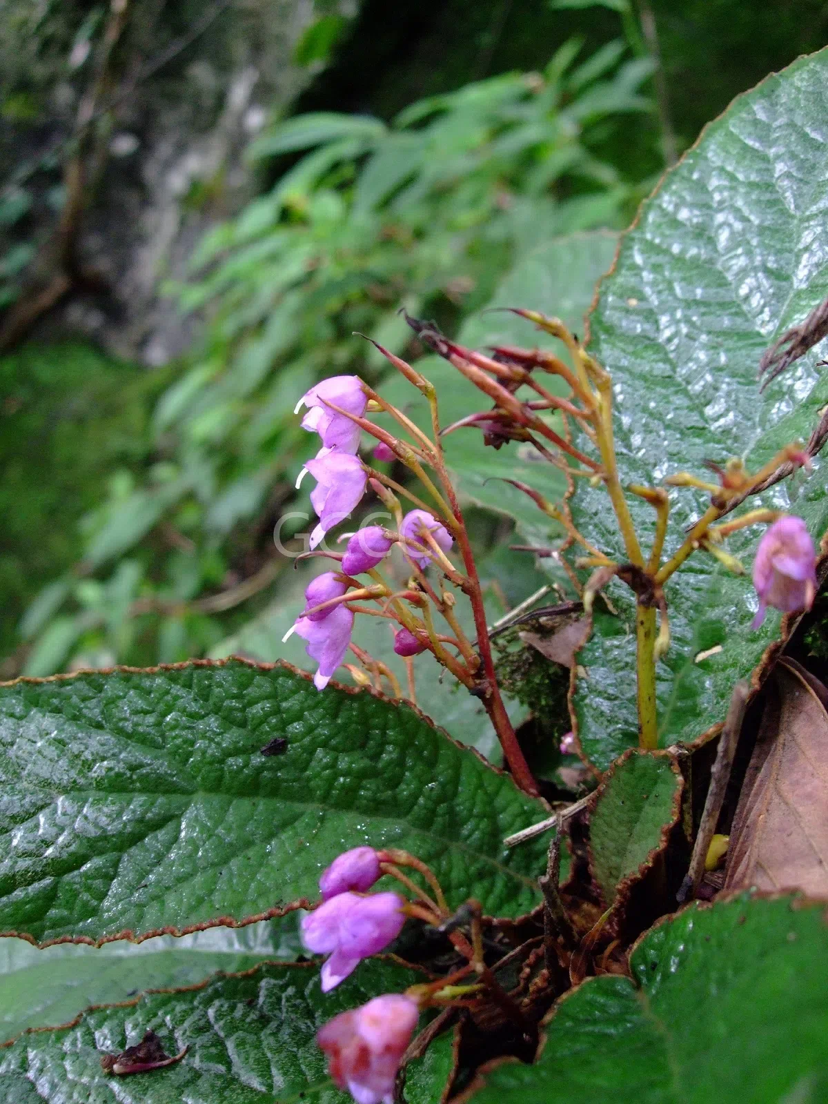 The recently published new taxa and new records of Gesneriaceae from China before 31 December 2021 (05)