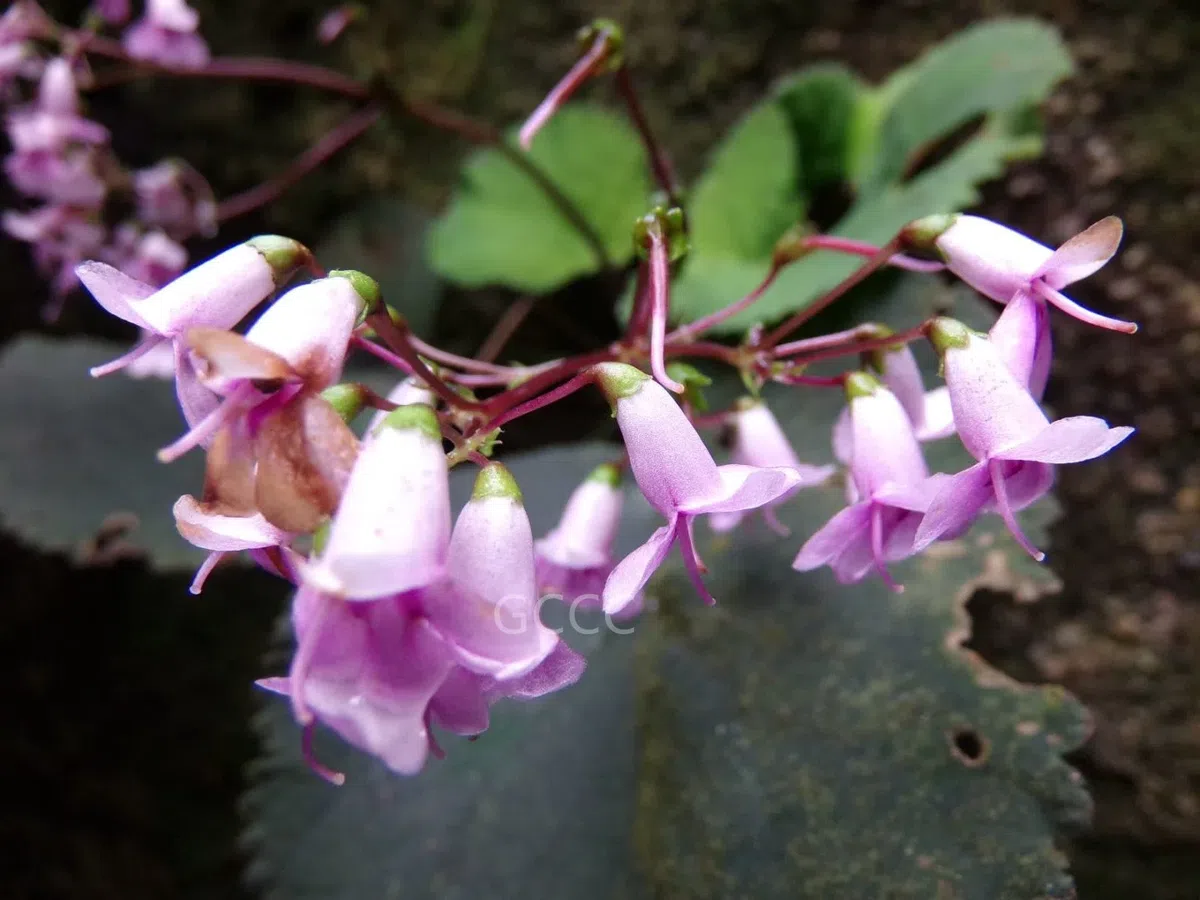 The recently published new taxa and new records of Gesneriaceae from China before 31 December 2021 (06)