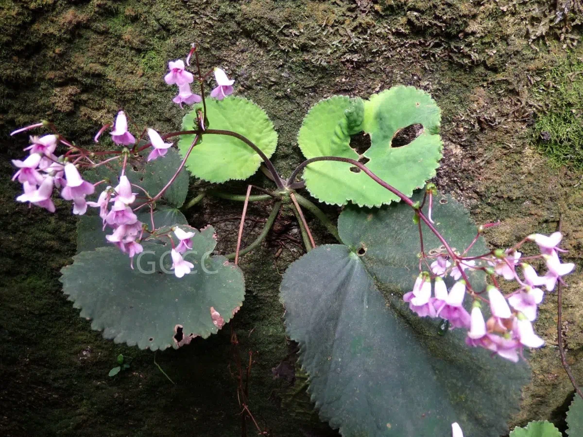 2021年度发表的苦苣苔科植物新分类群和分布新记录（06）