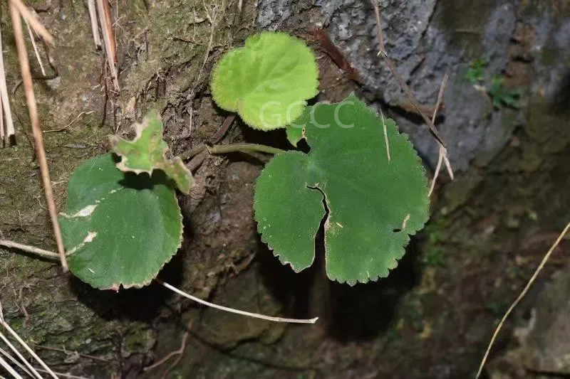 The recently published new taxa and new records of Gesneriaceae from China before 31 December 2021 (06)