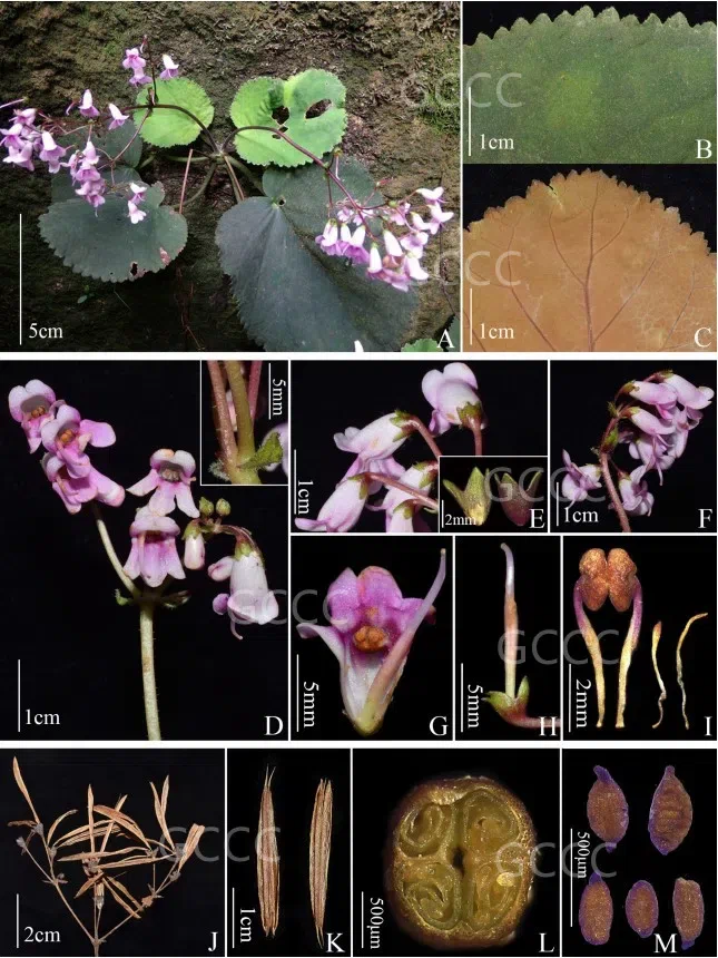 The recently published new taxa and new records of Gesneriaceae from China before 31 December 2021 (06)