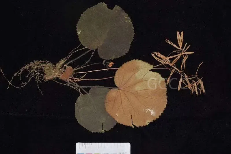 The recently published new taxa and new records of Gesneriaceae from China before 31 December 2021 (06)