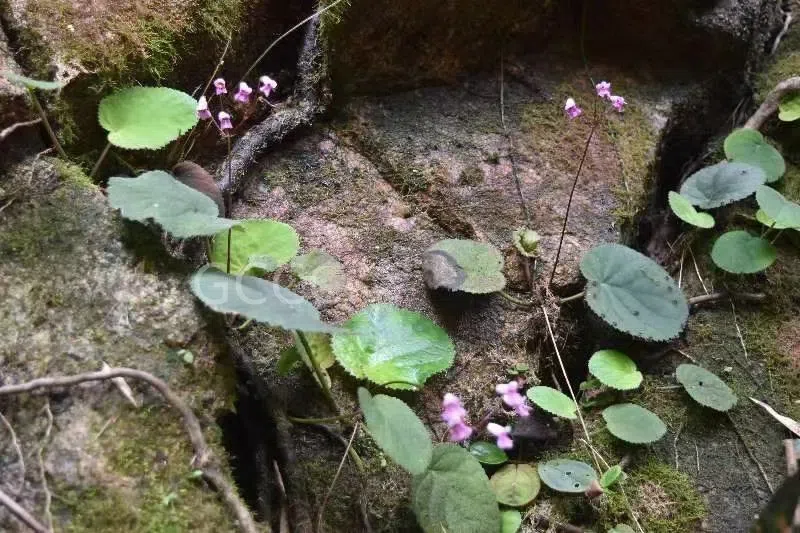 The recently published new taxa and new records of Gesneriaceae from China before 31 December 2021 (06)